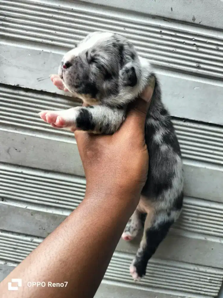 puppies pitbull merle