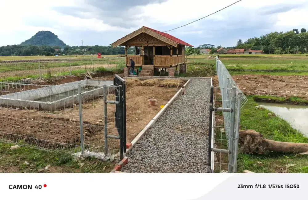Karyawan serabutan kebon dan kolam gabus