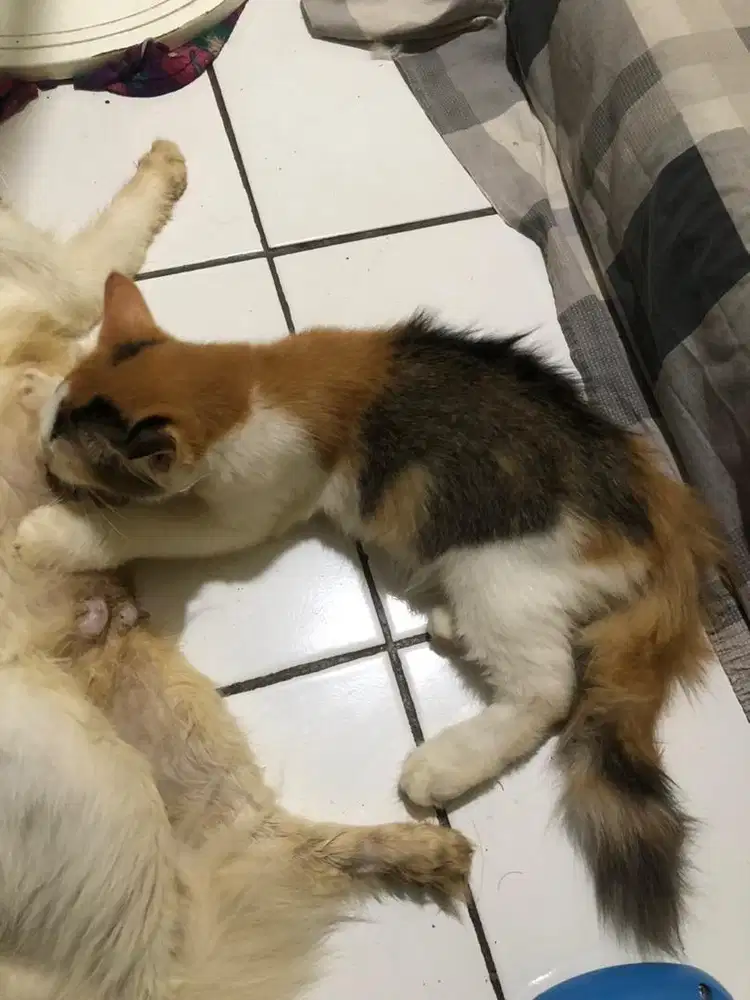 persia 3 bulan betina