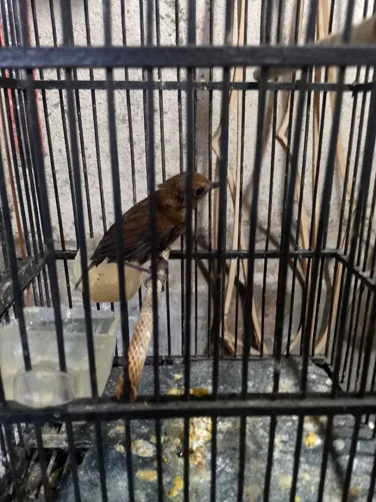 Jongkangan bahan purtotal Burja