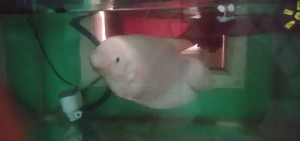 Gurame hias big size