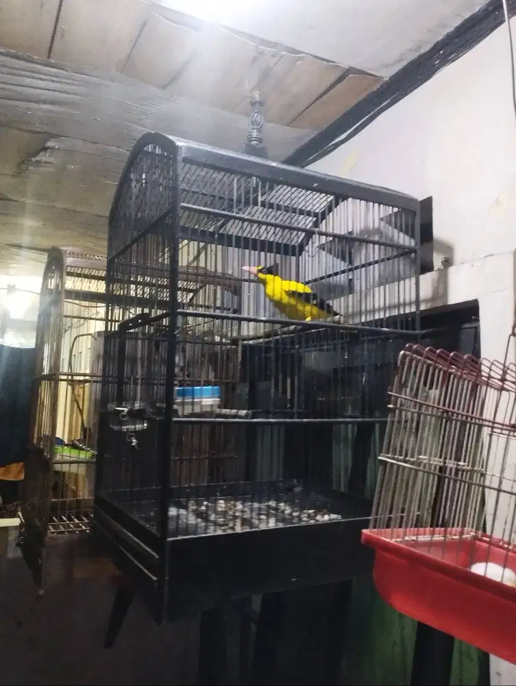 Burung kepodang bali jantan