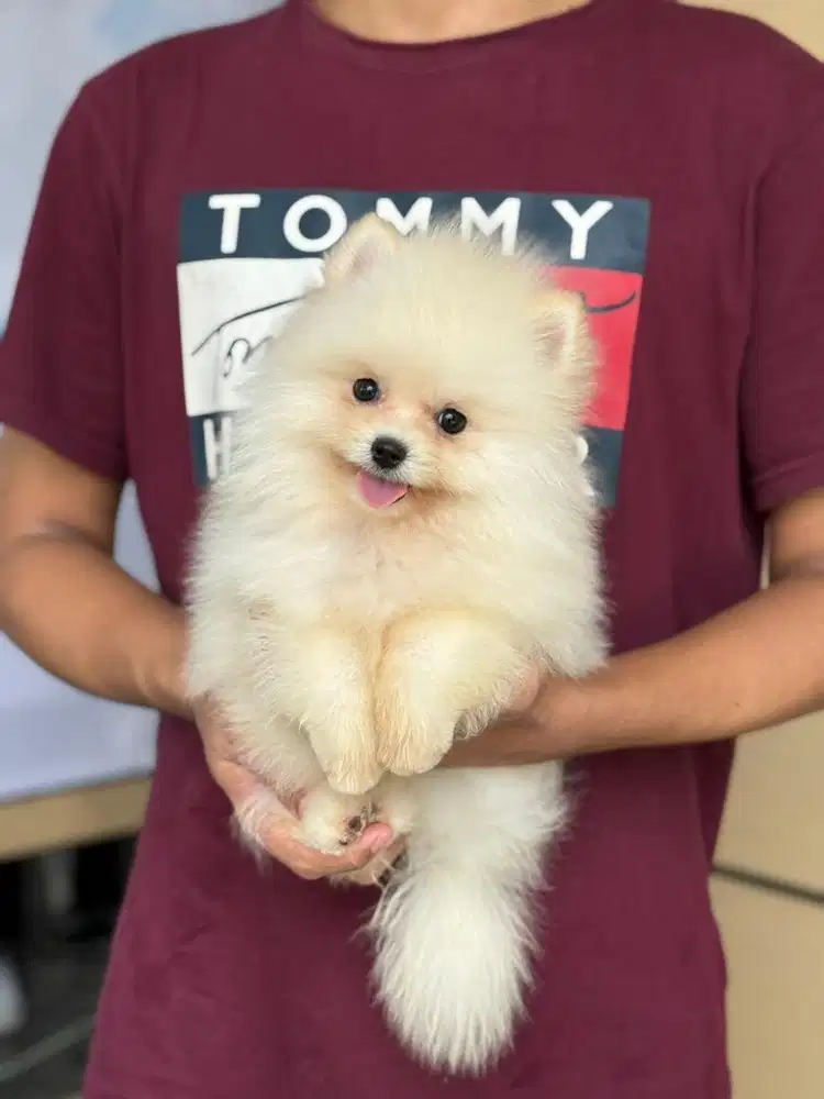 MiniPom betina Cantik