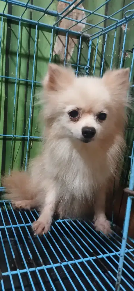 Minipom Betina Dewasa