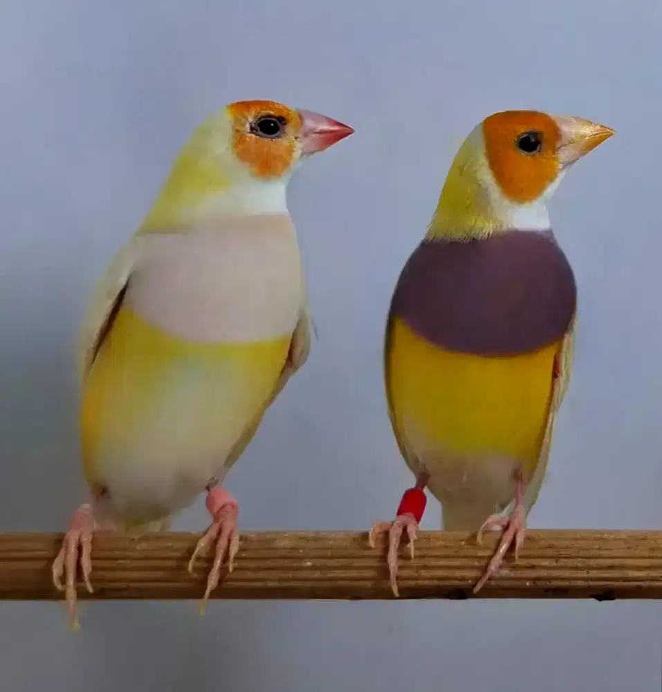 Burung Gould Amadine Kuning