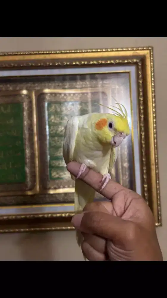 Parkit Australia Lutino Jinak