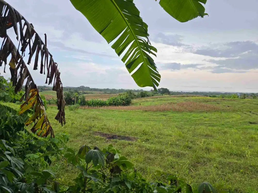 Dijual tanah zona yellow view sawah terasering dan laut di bali