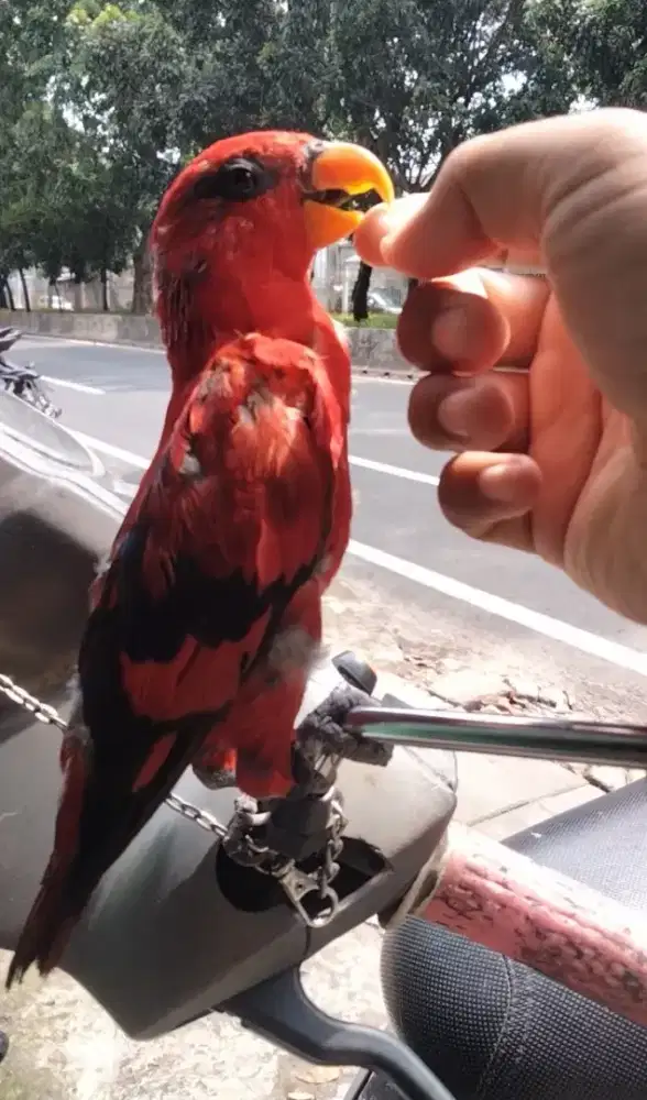Burung Lovebird Jantan Mulus Badan Gede Jinak Gacor