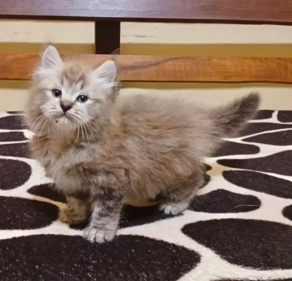 Kucing coklat  persia Himalaya