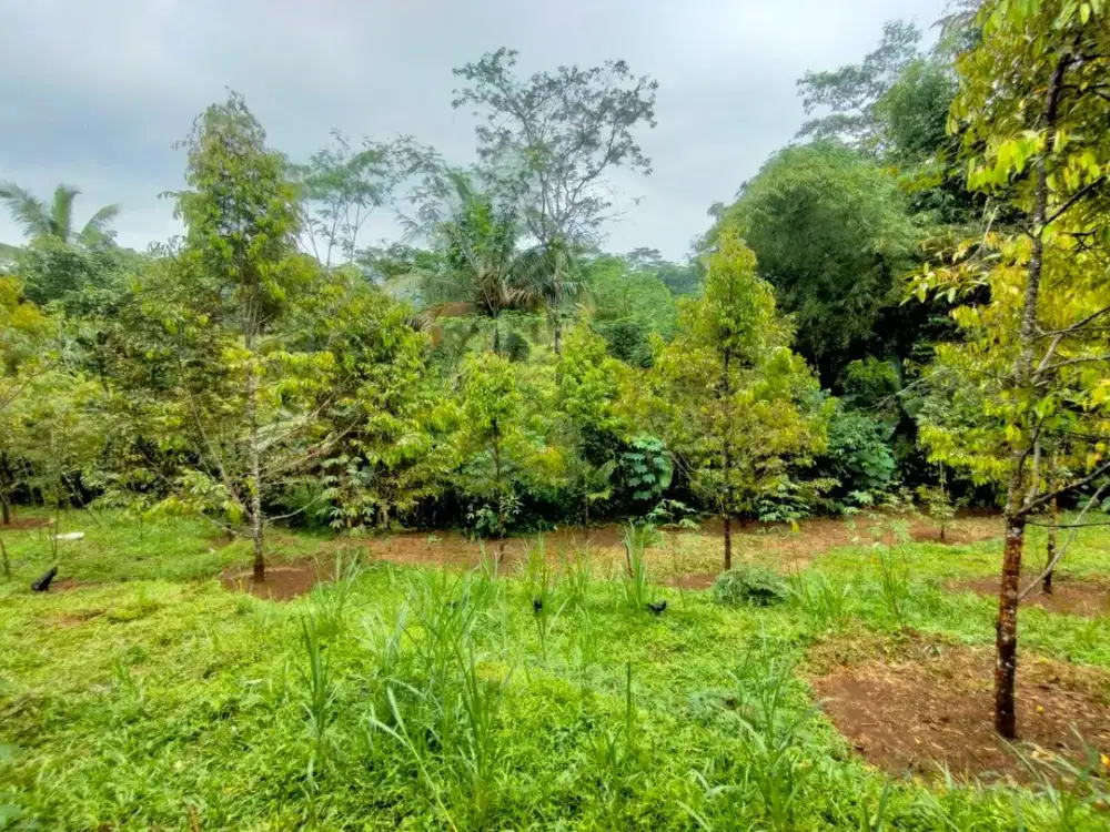 Jual Kebun Durian Siap Berbuah dekat Wisata Baturaden Purwokerto