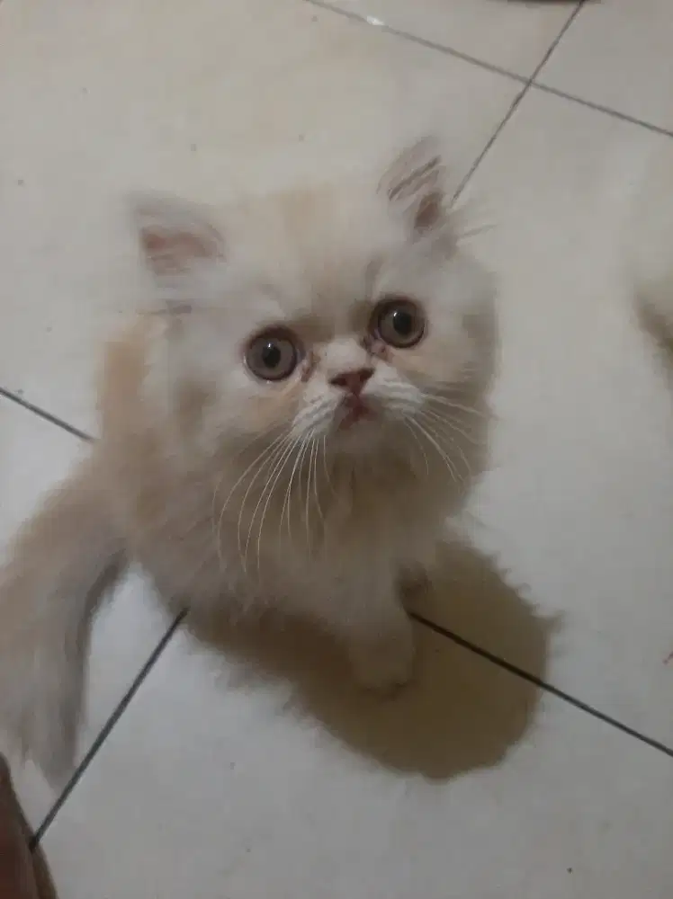 Kucing persia kitten jantan