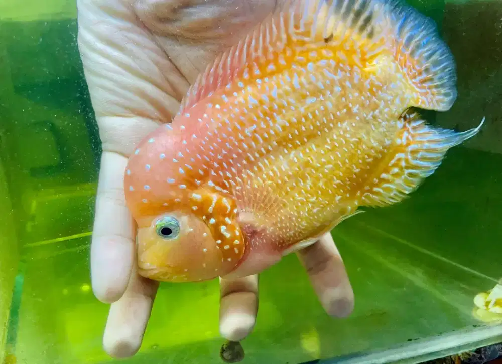 Jual Cepat 6 Ekor Ikan Louhan Koleksi Line Aries