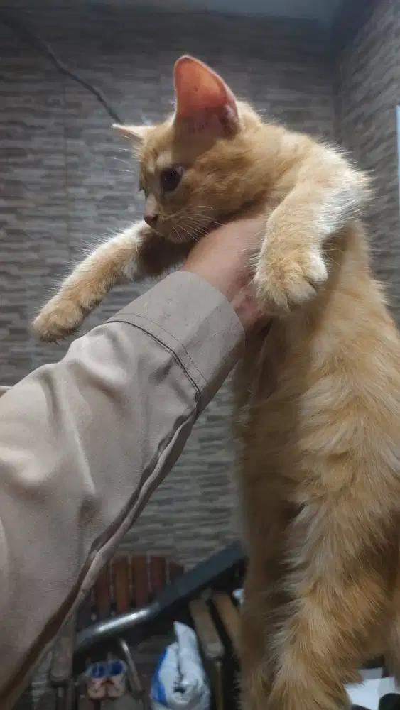 Kucing Persia Jantan