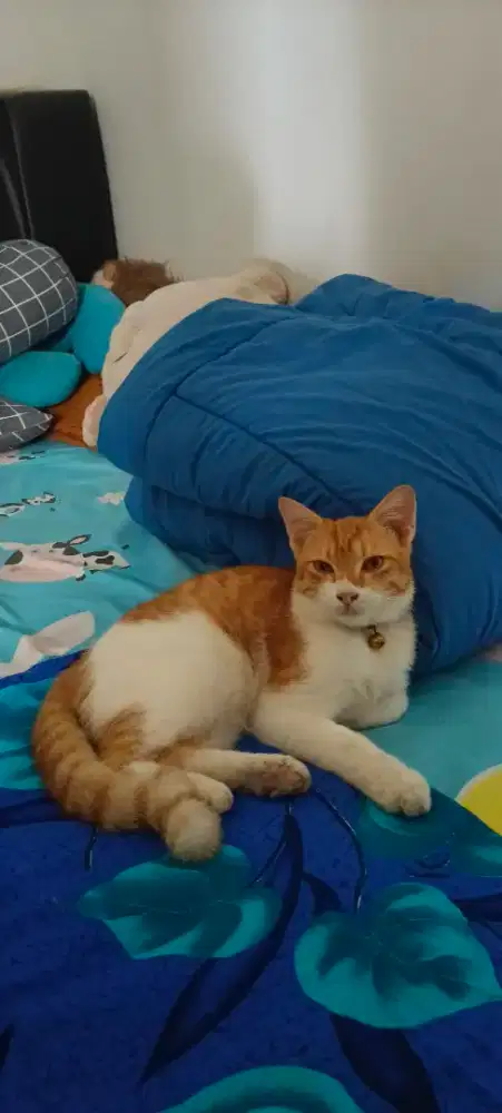 Setrika rapi - 1kg Rp4000