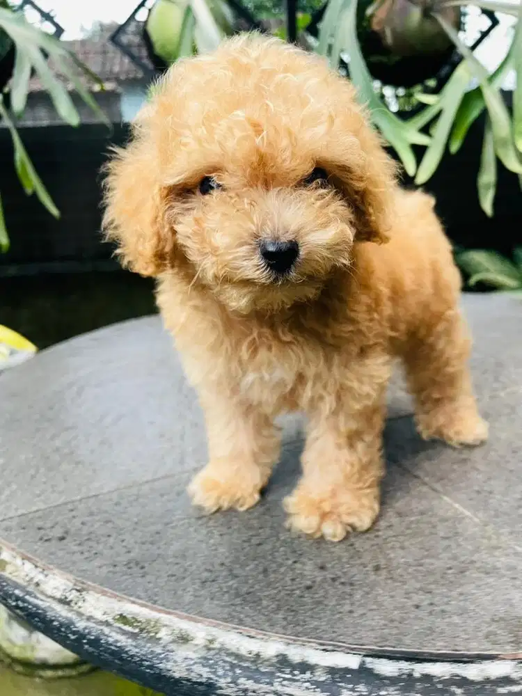 Toy poodle jantan