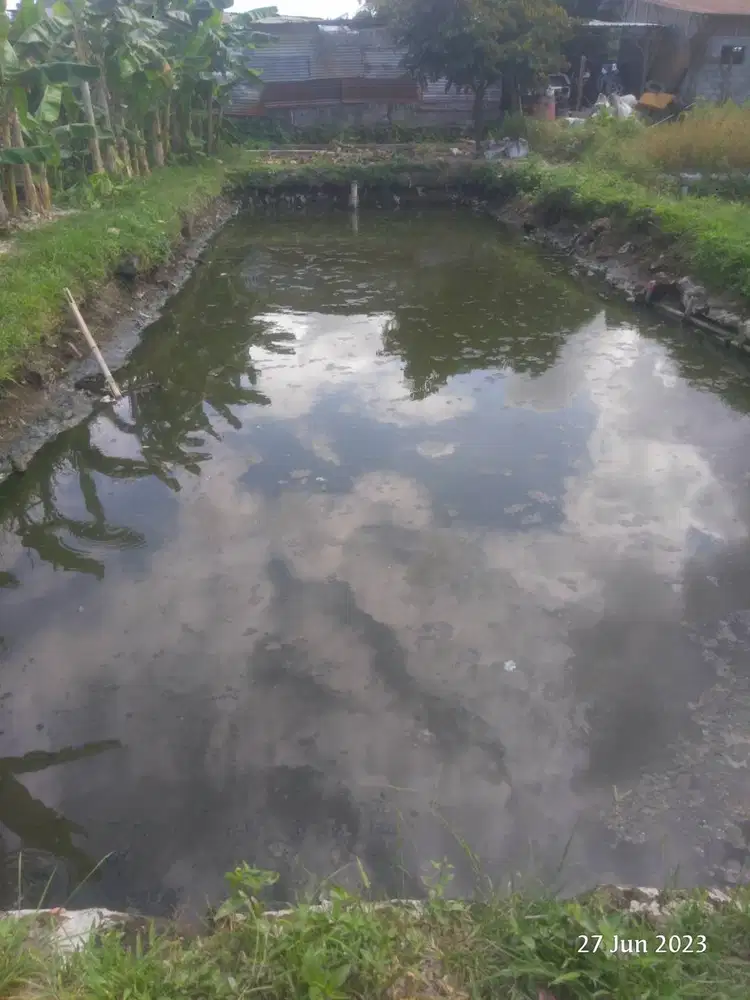 Arwana silver albino -+25cm