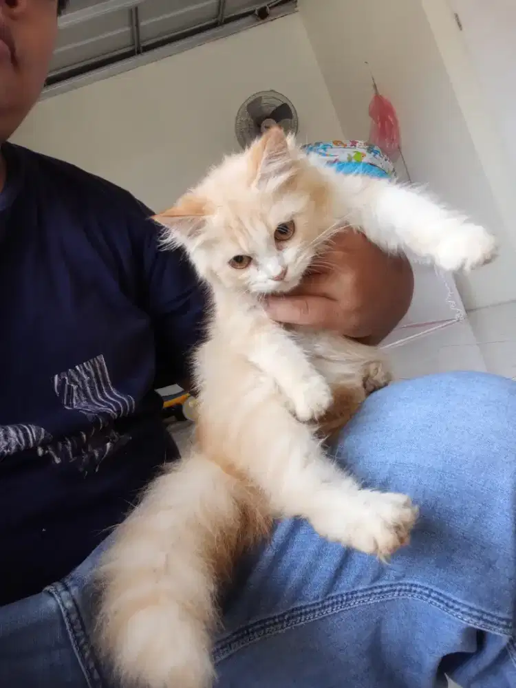 kucing persia long hair