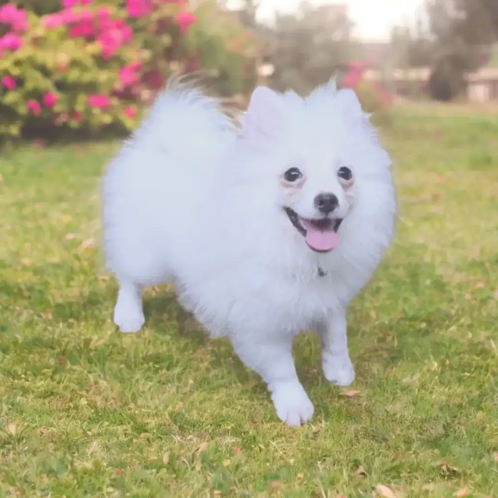 Jual Minipom Puppies