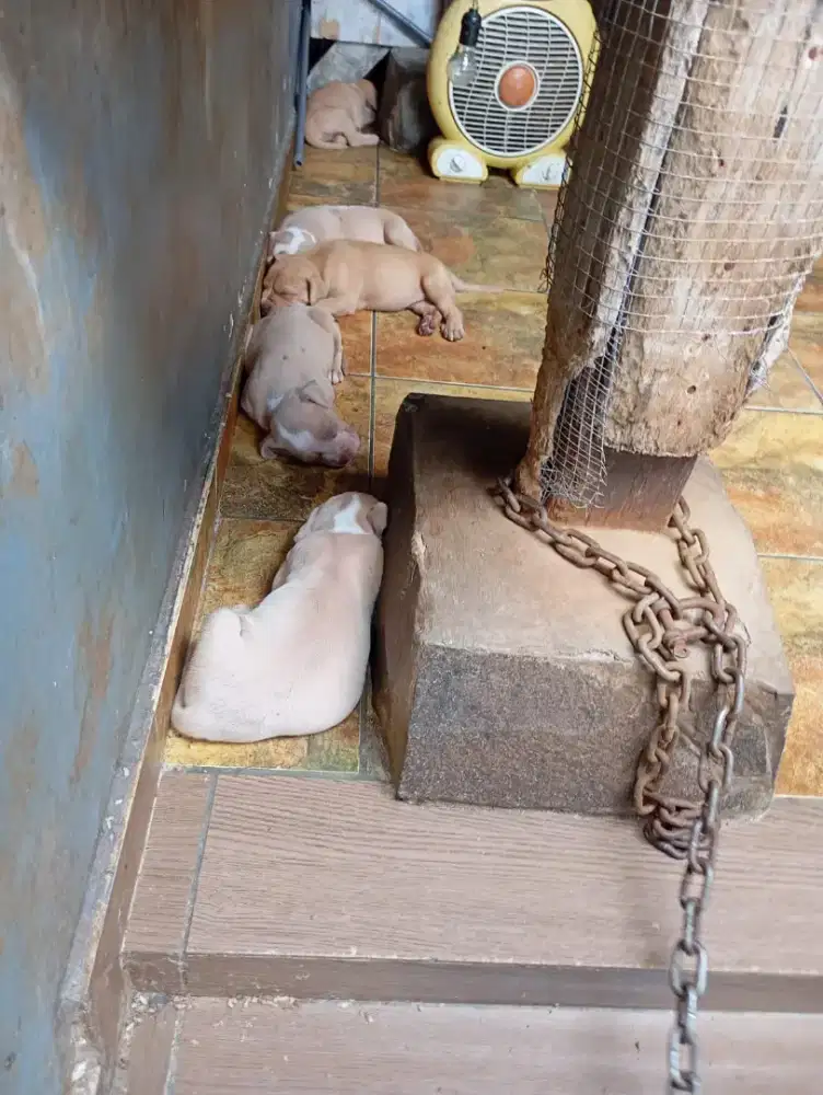 Anak anjing Pitbull usia 1 bulan