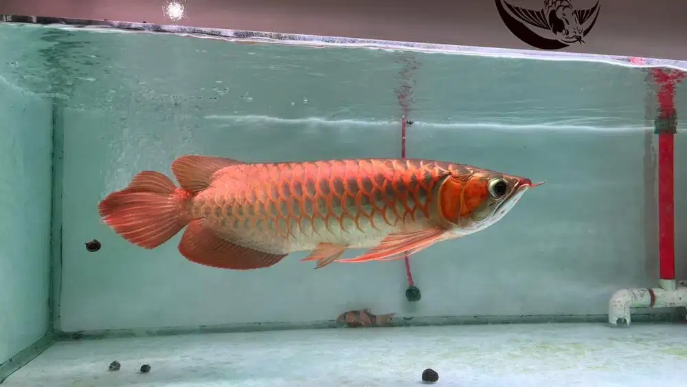 ARWANA SUPER RED
