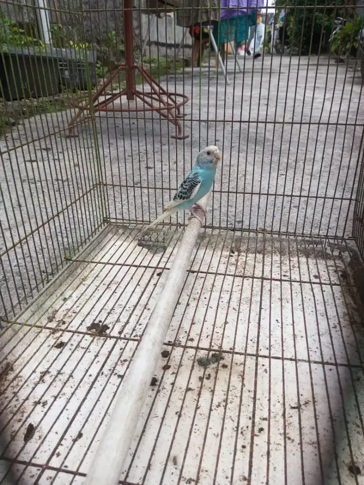 Burung parkit biru