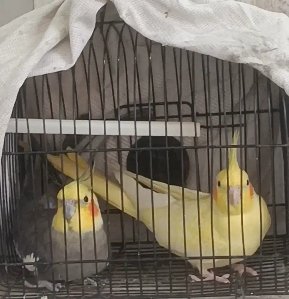 burung sepasang falk