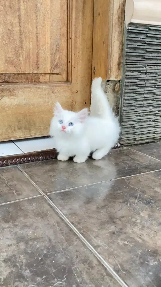 Kucing munchkin minuet kitten persia british shorthair