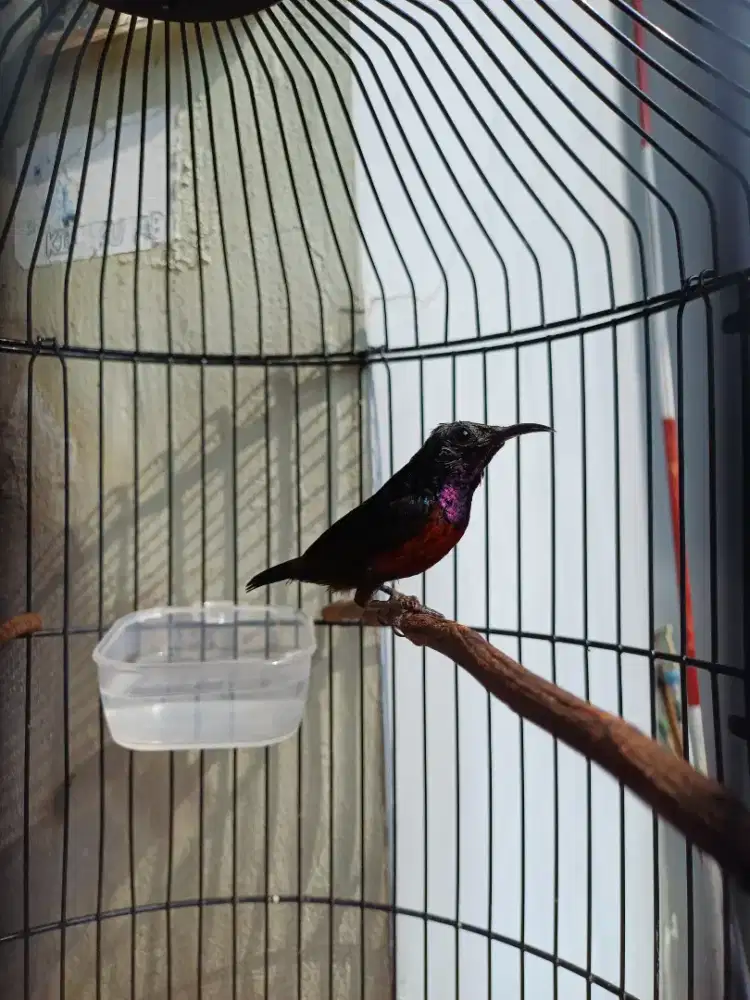 Konin damer gacor konslet