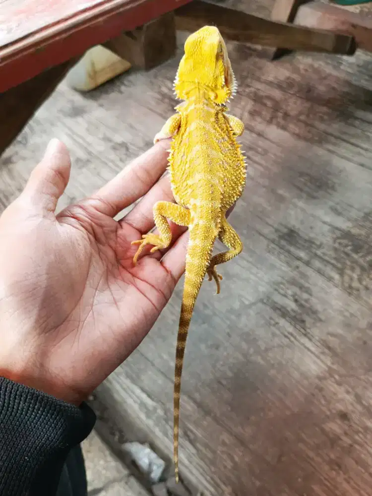 BEARDED DRAGON super citrus hypo het trans