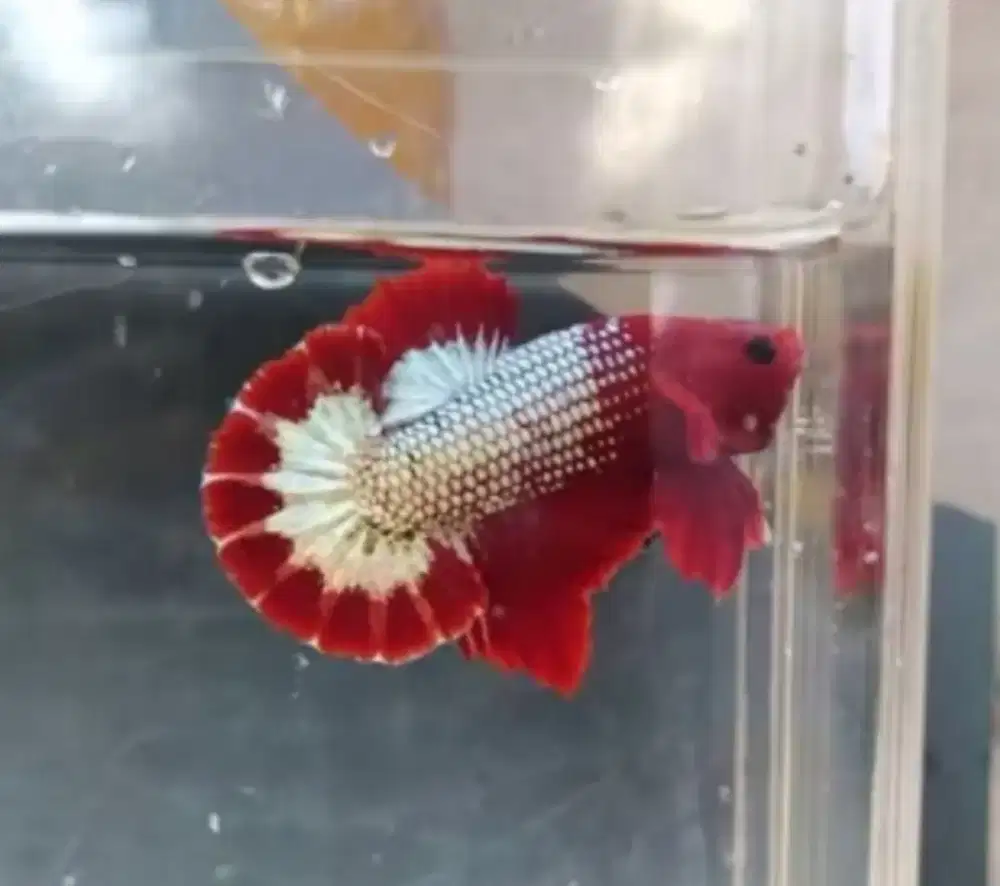 Jual borong 13 ekor cupang FCCP, red dragon, yellow, blue rim