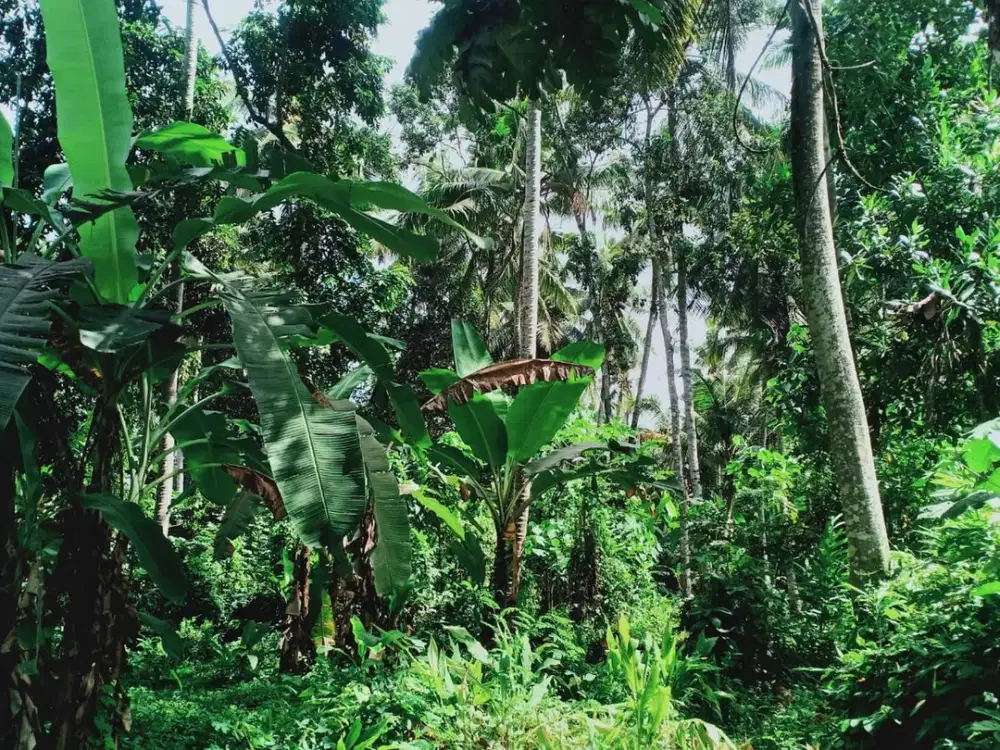 Leasehold - Land Near Kaba-Kaba,Tabanan- Perfect for Villa Development