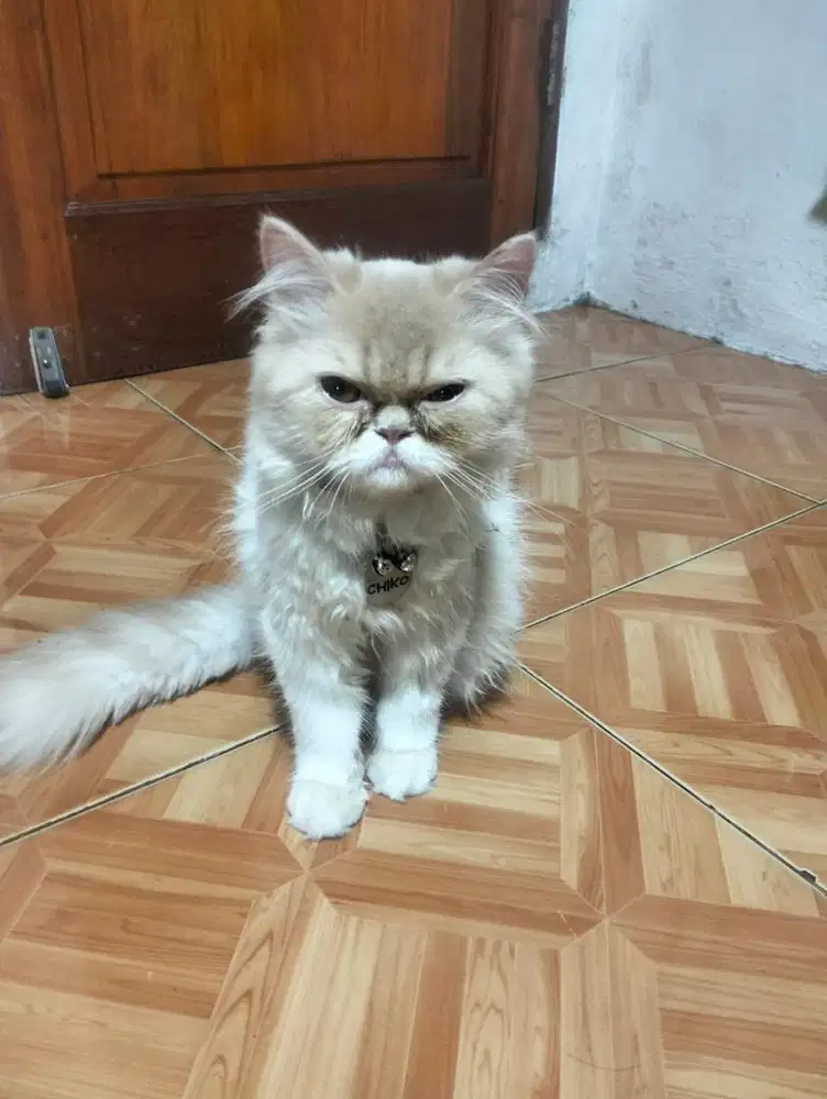 Kucing persia peaknose