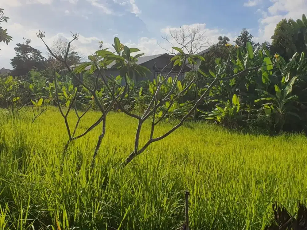 Leasehold - Rare Opportunity! 10 Are Land in prime area, Canggu, Bali