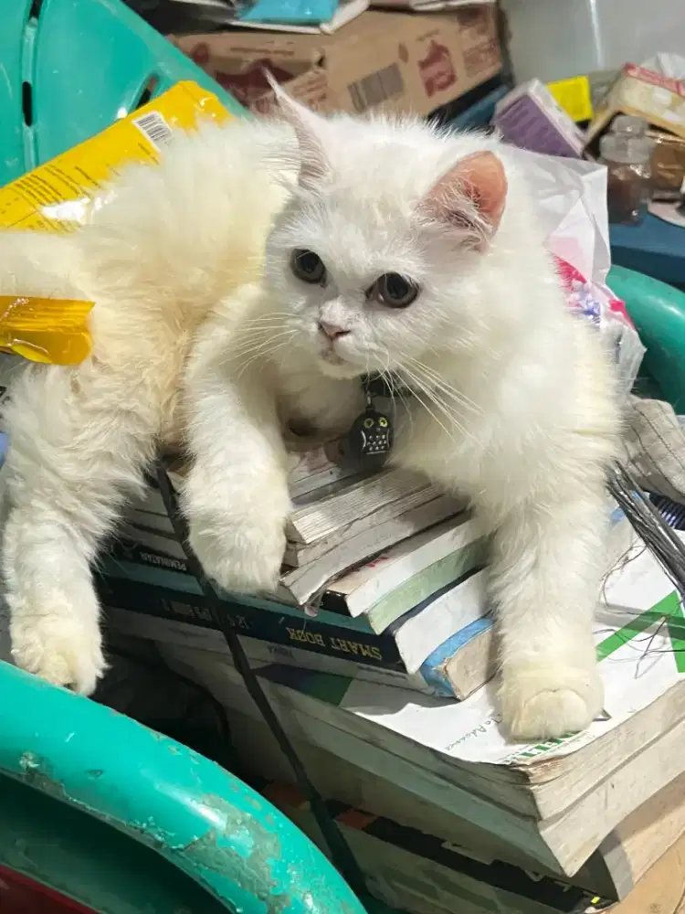 OPEN ADOPT KUCING PERSIA BETINA PUTIH