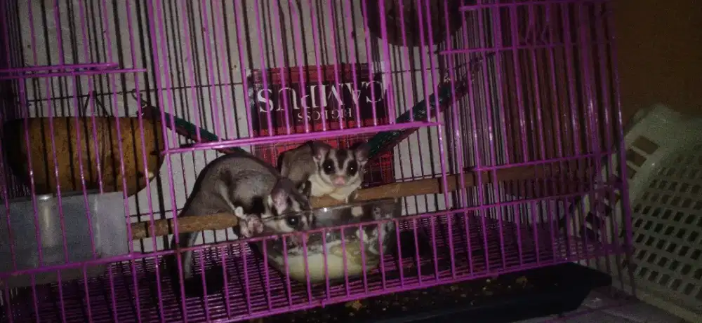 Sugar glider classic grey