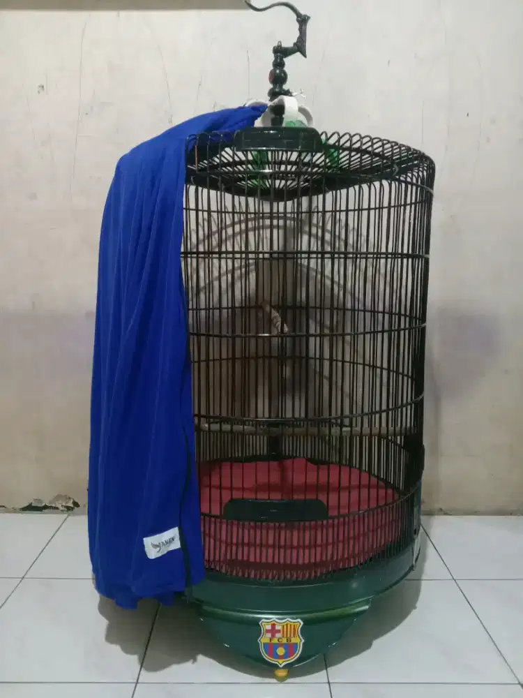 Kandang murai ex Rafi PVC no 2 fulset 650 k pondok aren