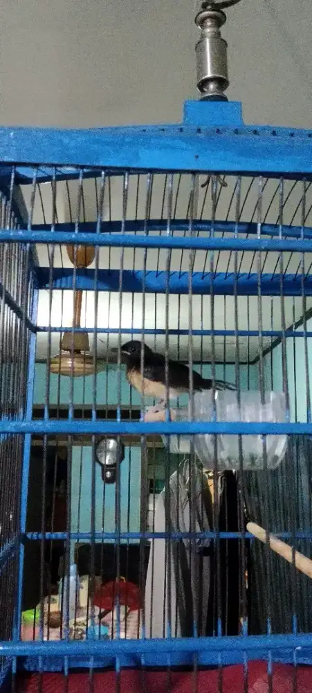 Anakan Murai 1 Bulan Prediksi Jantan