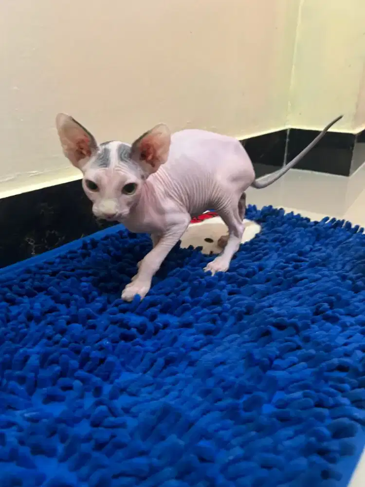 Kitten Sphynx Jantan