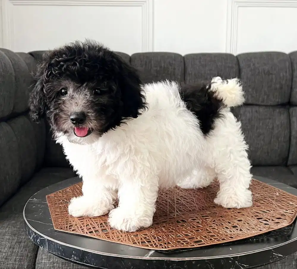 poodle tiny  jantan // party color white silver