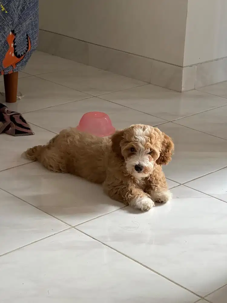 Maltipoo jantan party color