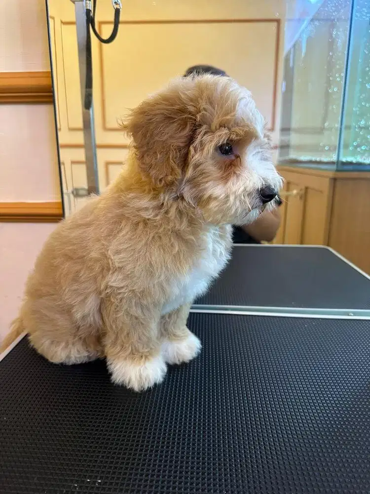 Maltipoo Party (Jantan)