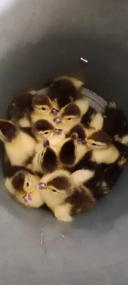 Amunisi minti umur 5 hari