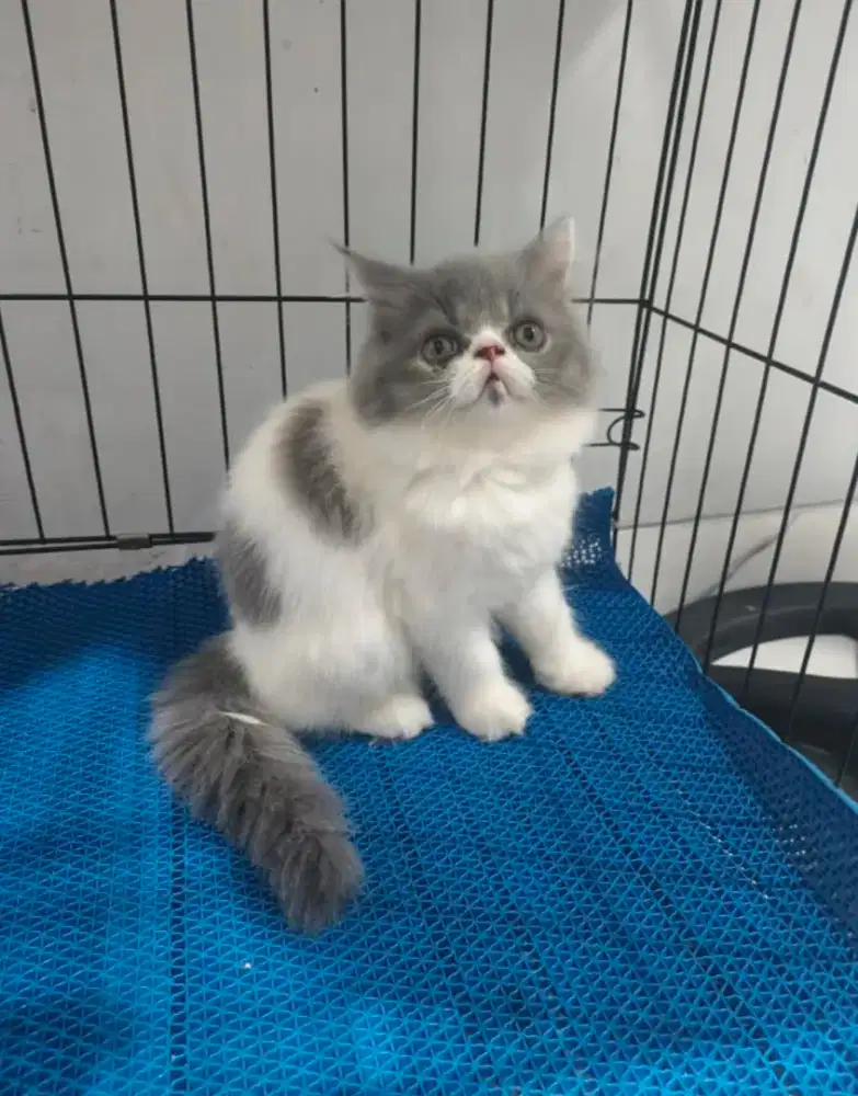 Tersedia kucing ras peaknose bigbone