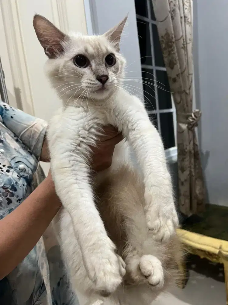 Kucing persia jantan