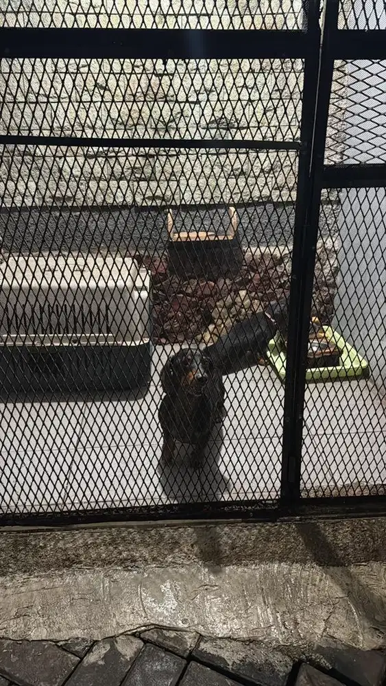 DICARI KENNEL BOY BERPENGALAMAN