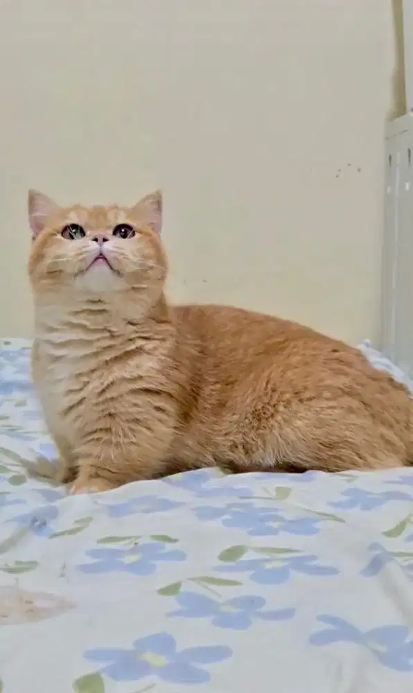 Kucing BSH Munchkin Golden