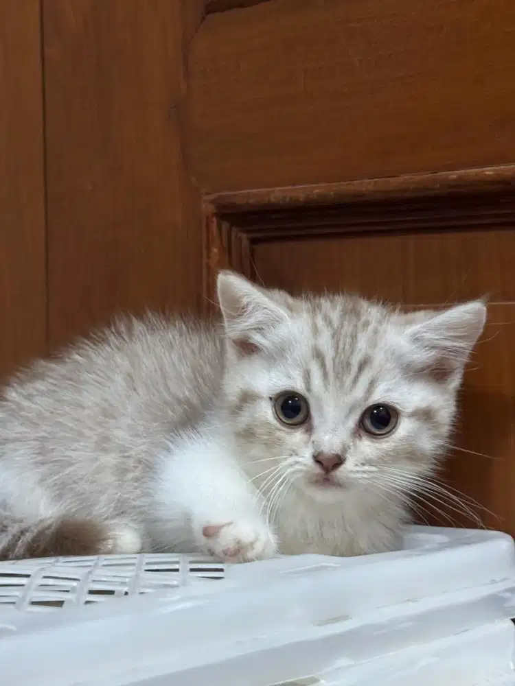 Kucing BSH x Munchkin