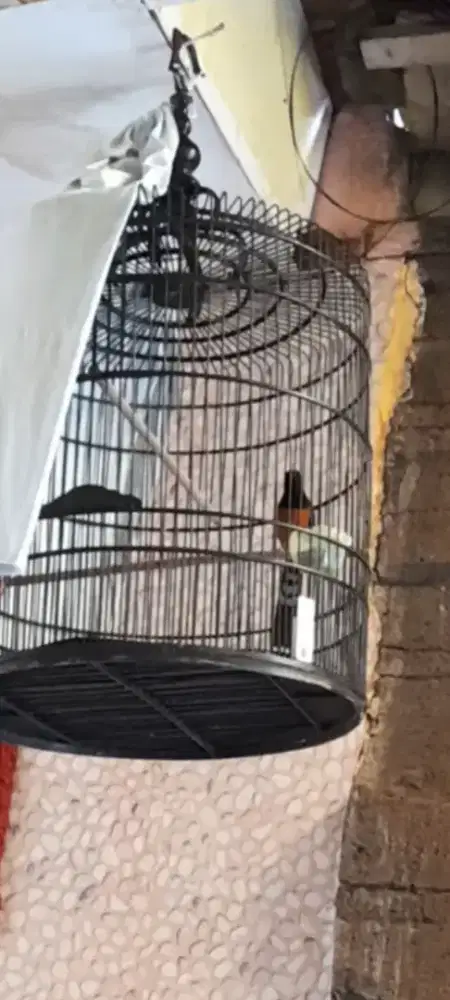 Fullset burung mapan gacor mx balak