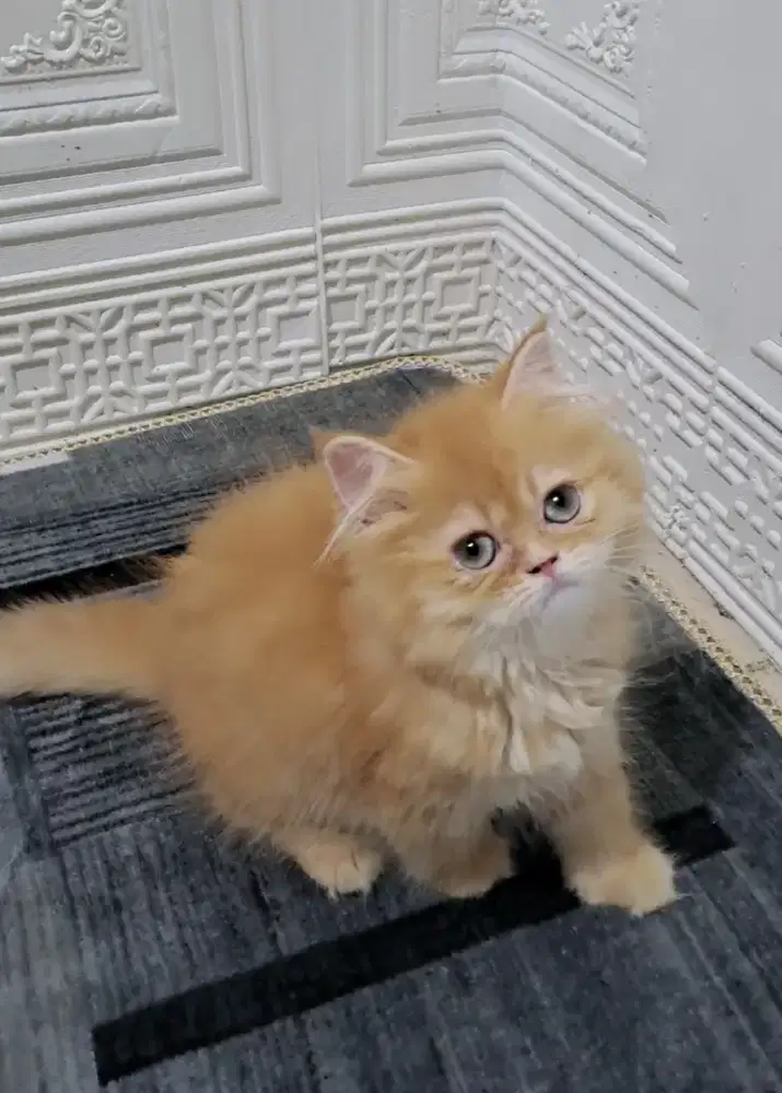kitten persia betina/kucing persia betina/ kucing anggora betina
