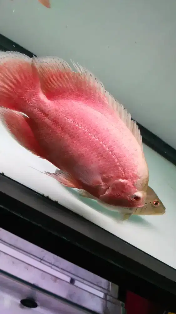 Ikan Oscar red chili